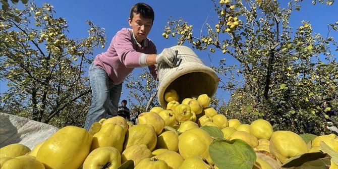 Şahinkaya ayvası 10 ülkeye ihraç ediliyor