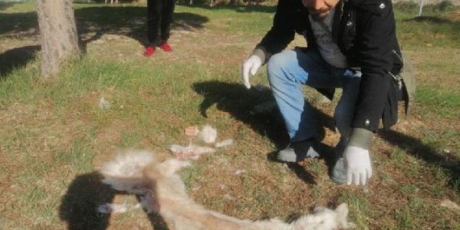 Aydın'da yüzülmüş köpek derisi ile kedi ölüsü bulundu