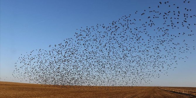 Tekirdağ'da sığırcıkların 'dansı'