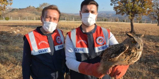 Jandarmanın bulduğu yaralı puhu kuşu tedavi altına alındı