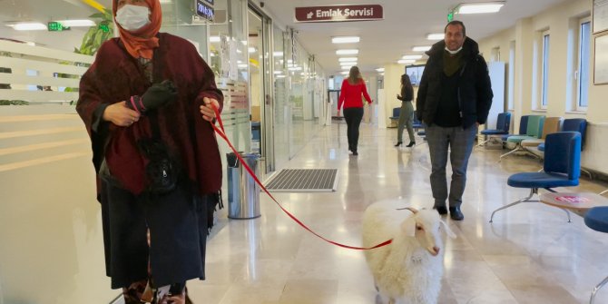 Sincan’da bir vatandaş vergi borcunu ödemeye keçisi ile ödemeye gitti