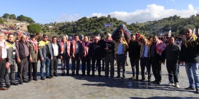 Koçarlı'da develer bir yıl aradan sonra güreşti