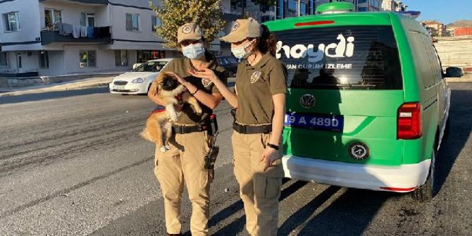 HAYDİ ekibi, kediye eziyet ihbarına giderken kaza yaptı: 2'si polis 3 yaralı