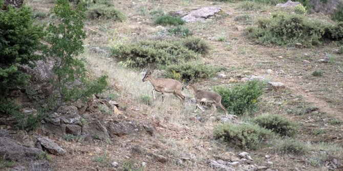 Tunceli'de yaban keçisi avlayan 2 kişiye 126 bin lira ceza kesildi