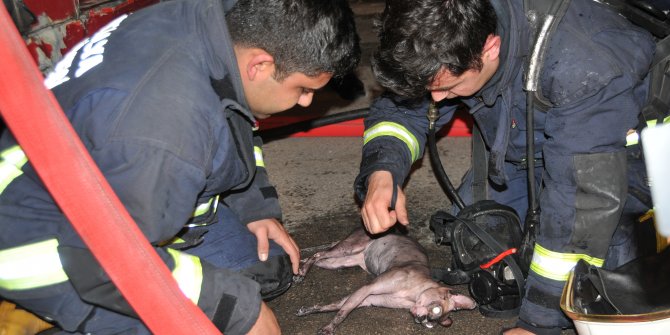İtfaiye eri, kediyi kalp masajı ve suni teneffüsle hayata döndürdü