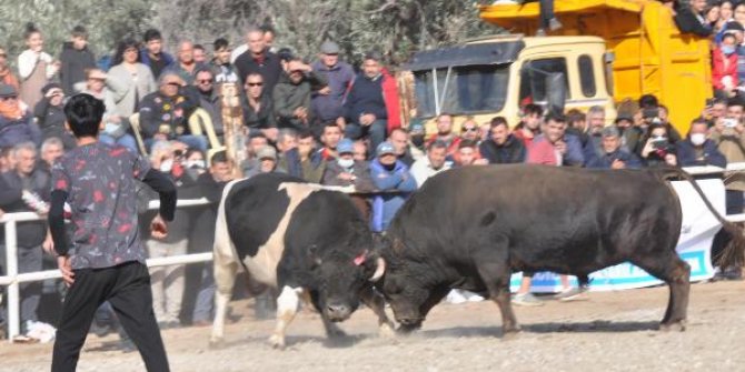 Datça'da boğalar, Defne için güreşti