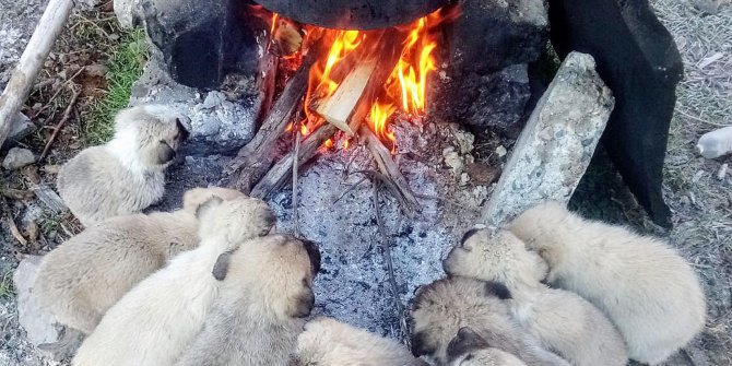 Lessi'nin 10 yavrusunun ısınma saati : İçimizi ısıtan görüntüler