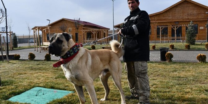 Kangal çiftliğinin gözdesi 'Cesur'un yavruları için sıraya girdiler