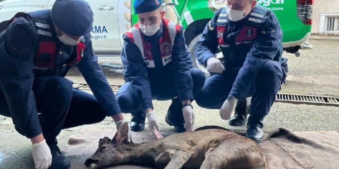 Başından yaralanan karaca tedaviye alındı