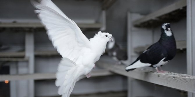 'Türk fısıldayıcısı' olarak bilinen Bayburt güvercini için tanıtım atağı