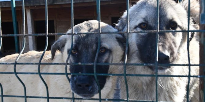 Sivas'taki bakım ve rehabilite merkezi sahipsiz hayvanlara yuva oluyor