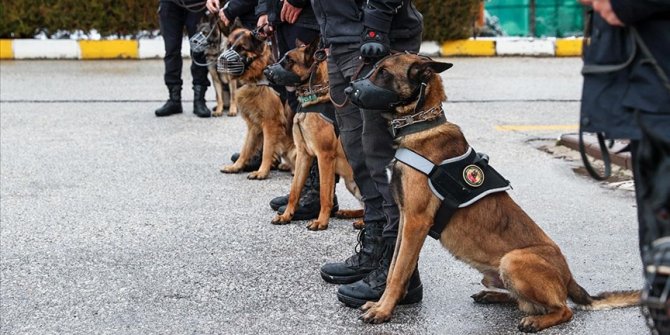Operasyonların 'gizli kahramanı' dedektör köpekler