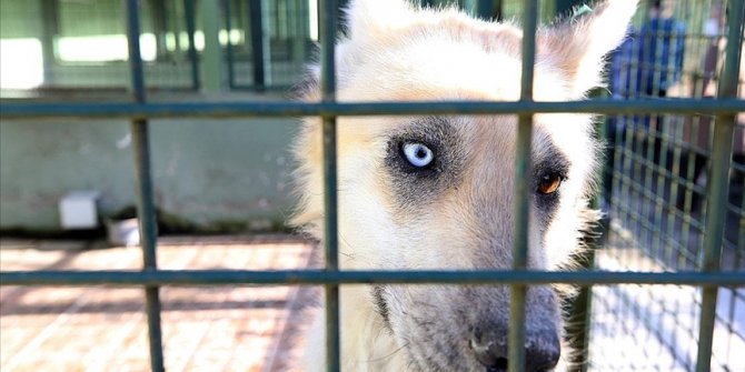 Trabzon'daki sokak hayvanları için ormanda yaşam alanı oluşturulacak