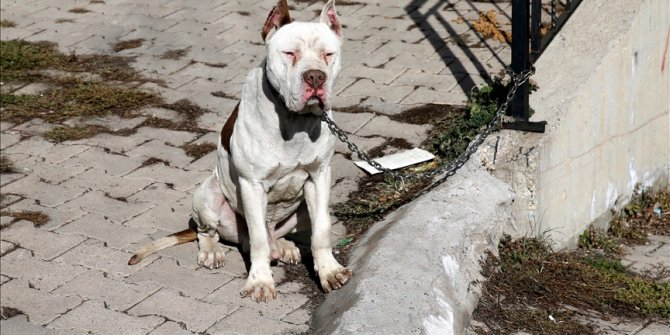 Sivas'ta sahibinin bırakıp kaçtığı yasaklı ırk köpek hayvan barınağına götürüldü