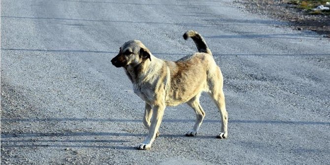 Kamu Denetçiliği Kurumu sokak hayvanlarıyla ilgili şikayetleri inceliyor