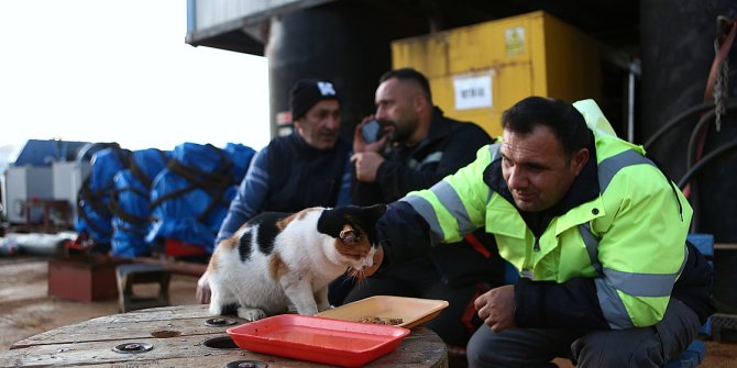 Gemide dünyaya gelen kedi, tayfanın yol arkadaşı oldu