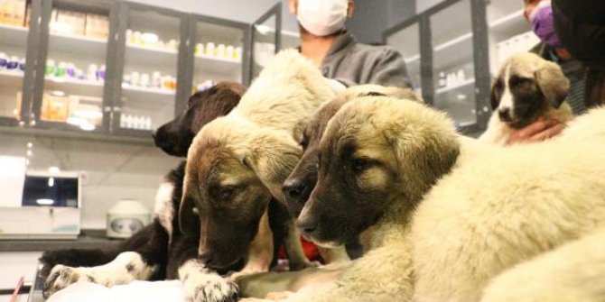 Ankara'da can çekişirken bulunan 9 köpekten 4'ü öldü