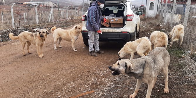 Beslediği Sokak Hayvanları Yolunu Gözlüyor