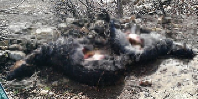 Ağıla giren kurt, 6 keçiyi parçaladı
