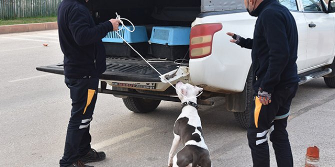 Sokağa terk edilen pitbull barınağa götürüldü  