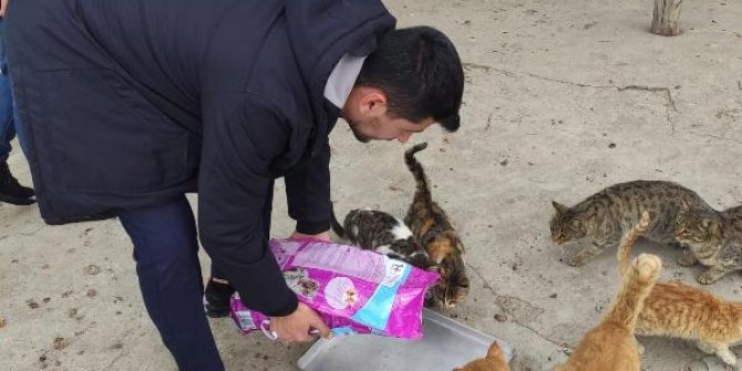 Kimsenin kalmadığı köyde, kedilerin ölmemesi için mücadele eden Baştaş'a destek geldi