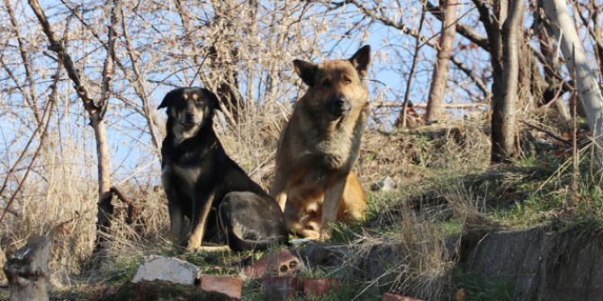 2 çocuğun köpek saldırısında yaralandığı mahallede 'çiğ et' tartışması