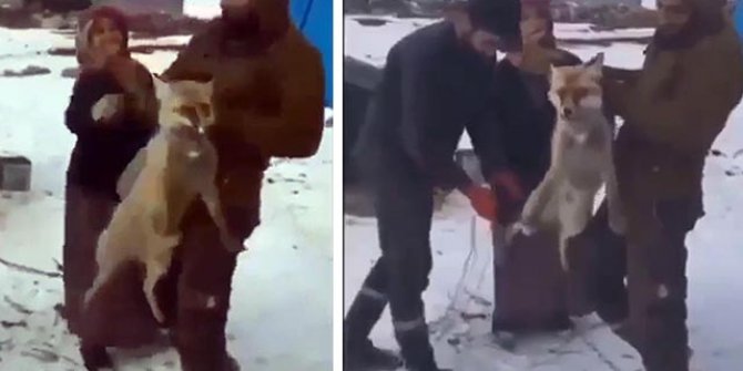 Başsavcılıktan tilkiye işkence edenlere adli işlem 