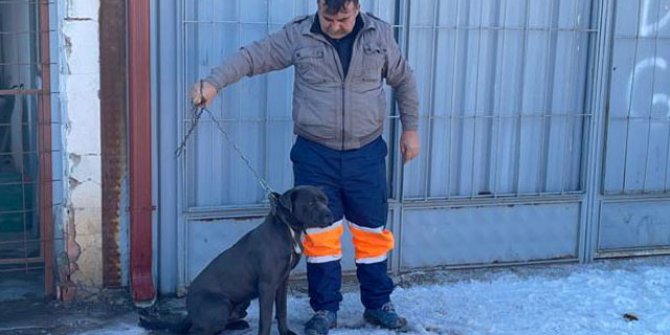 Esnafın yakaladığı pitbull barınağa götürüldü