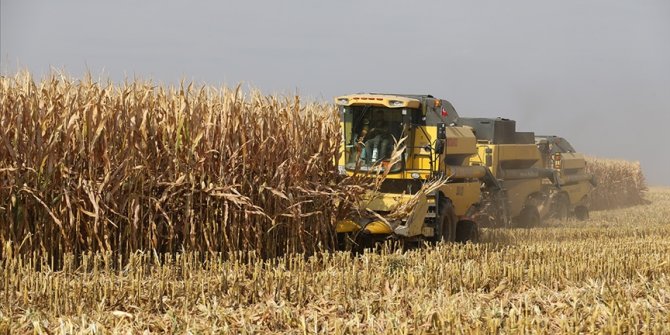 Bazı genetiği değiştirilmiş soya ve mısır çeşitlerinin hayvan yemlerinde kullanımı onaylandı