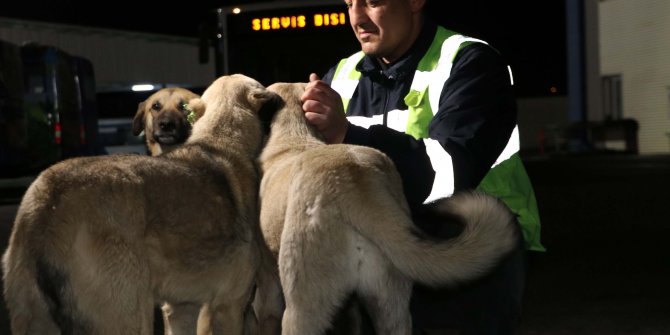 Ankara'da EGO şoförlüğü yapan Demir, topladığı yemeklerle 150 köpeğe bakıyor