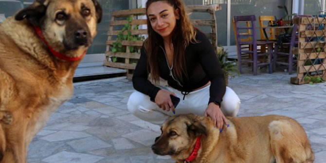 Paşa'nın kulübesini çaldılar