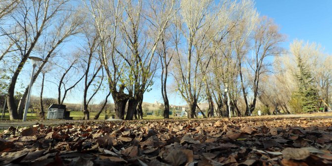 Yıllık iki buçuk milyon çiçek üretilecek