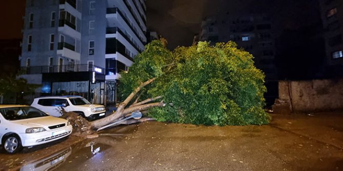 Adana'da fırtına nedeniyle 15 metrelik ağaç devrildi