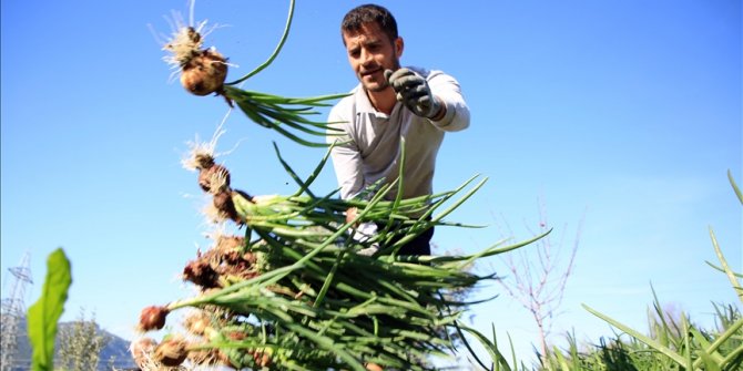 Mersin'de yeşil soğan hasadı başladı