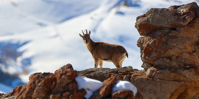 Sürüler halinde görüntülenen yaban keçileri