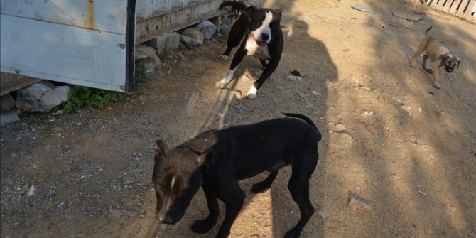 Gaziantep'te terk edilen pitbull cinsi 10 köpek barınağa alındı
