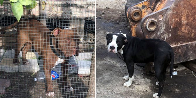 Adana’da 1 yılda 70 köpeğe el koyuldu
