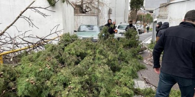 Tekirdağ'da fırtınanın devirdiği ağaç, araçlara zarar verdi