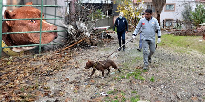 Terk edilmiş yasaklı pitbull cinsi köpeği eve getirdi, annesi polise ihbar etti