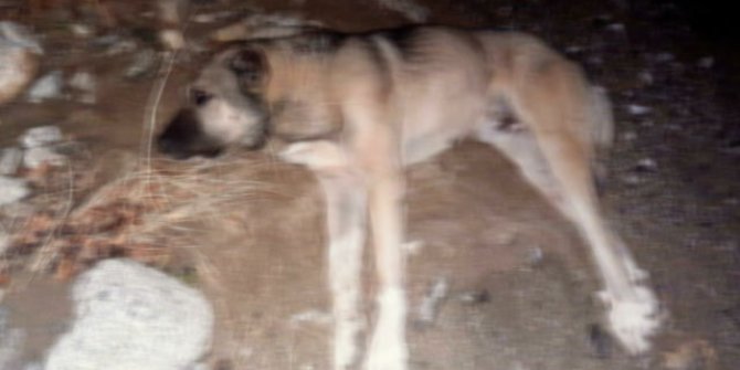 Sokak köpeğini av tüfeği ile vuran kişiye 1286 TL para cezası