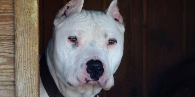 Yasaklı köpek ırkı için son gün