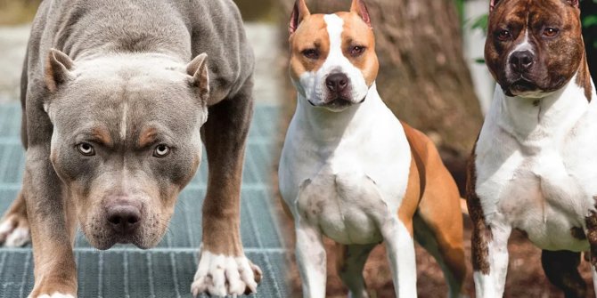 Türkiye’de yasaklı köpek ırkları hangileri? Cezası ne kadar?