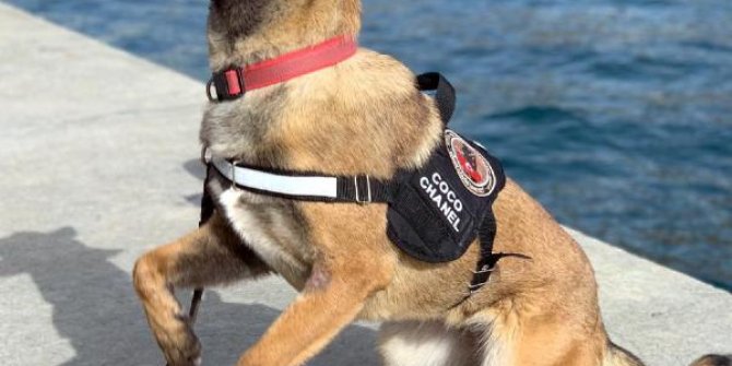 Marmaris'in narkotik köpeği 'Coco', suçluların korkulu rüyası oldu