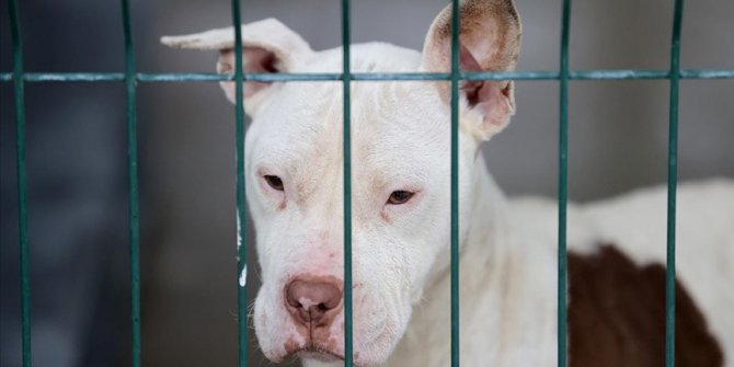 Türkiye genelinde 20 bin 843 köpek kayıt altına alındı