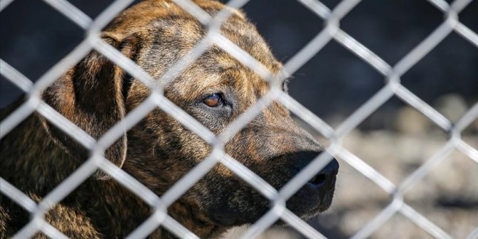 Diyarbakır'da tehlikeli ırktan 22 köpek koruma altına alındı