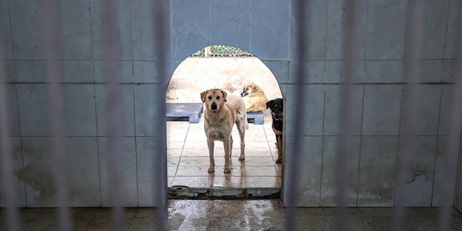 İstanbul'da 6 ayda 9 bin 222 köpek kayıt altına alındı