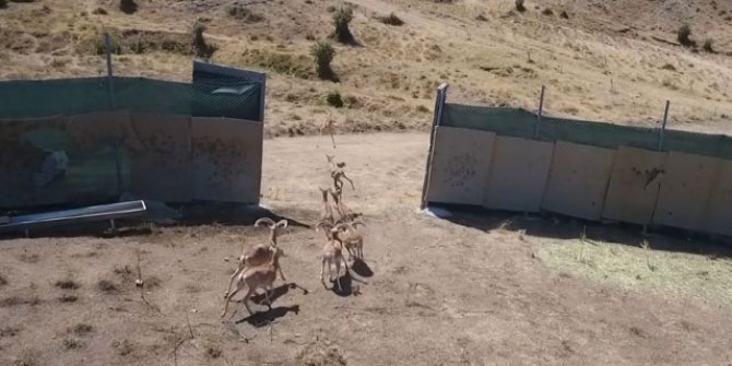 120 yaban hayvanı doğaya bırakıldı
