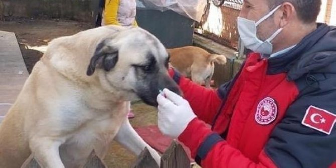 Muğla'da, tehlike arz eden 1075 köpek kayıt altına alındı