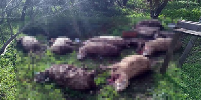 Koyunlarını parçalanmış olarak buldu; civardaki 2 köpeği öldürdü