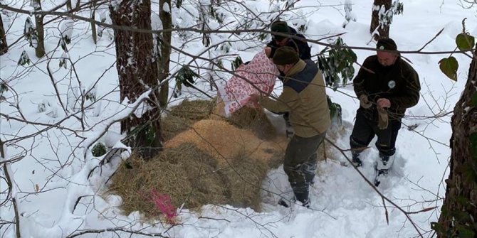 Sakarya ve Düzce'de hayvanlar için doğaya yiyecek bırakıldı